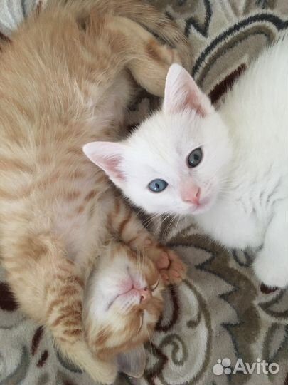 Рыжий котик