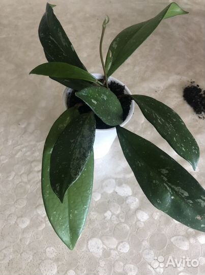 Комнатные растения цветы