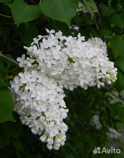 Белая сирень саженцы