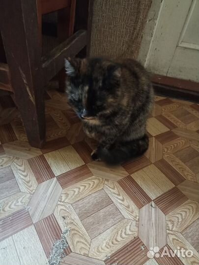 Кошка в добрые руки