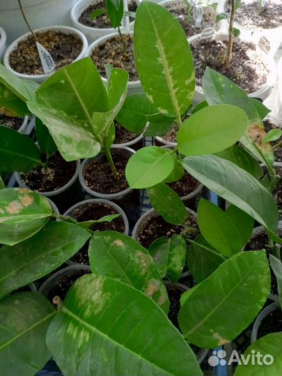 Лимонное дерево