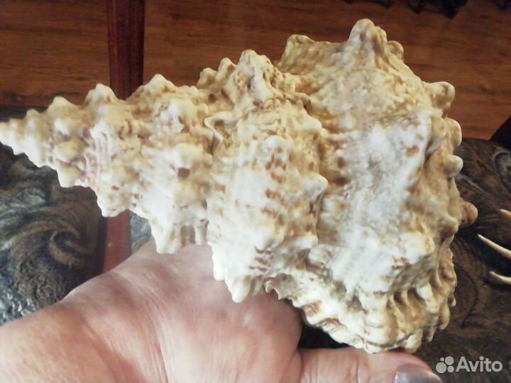 Ракушки морские, разные, очень красивые