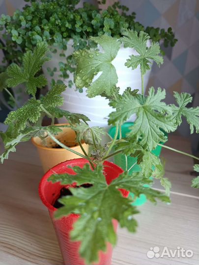 Пеларгония герань лечебная