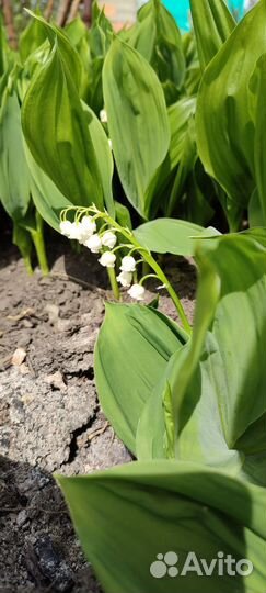 Ландыши майские (рассада)