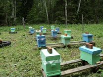 Пчелы: Матки (пчеломатки, пчелиные матки)