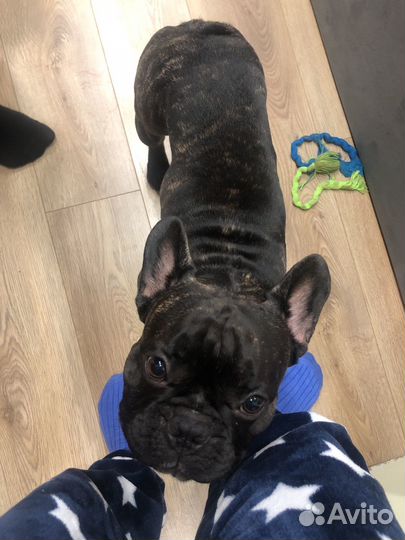 Французский бульдог кабель вязка