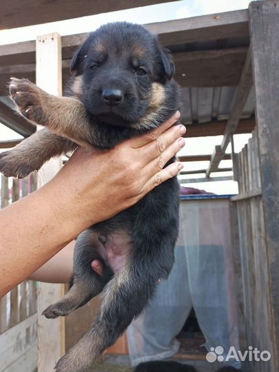 Немецкая овчарка