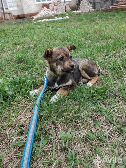 Собаки бесплатно