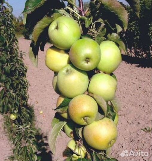 Саженцы Яблоня колоновидная Малюха
