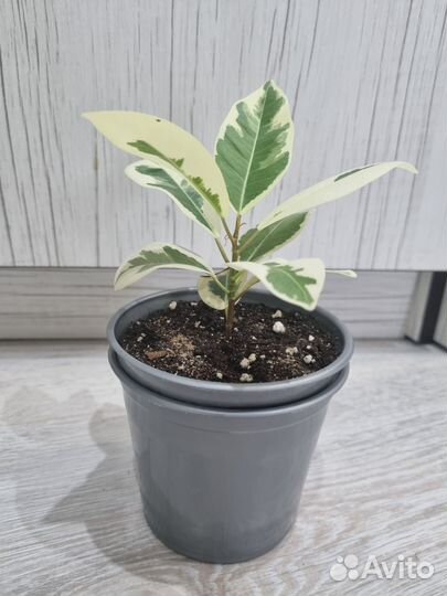 Фикус альбомаргината