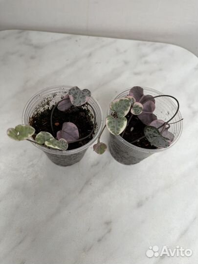 Комнатные растения