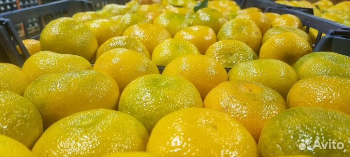 Фрукты оптом