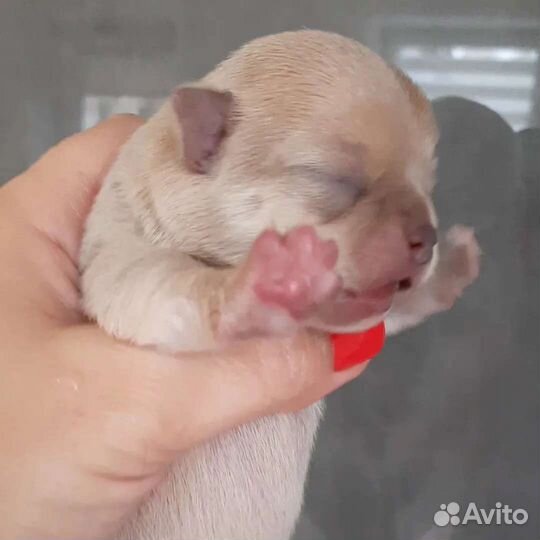 Изабеловая девочка