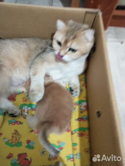 Шотландские котята