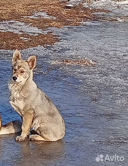 Собака (Сучка)