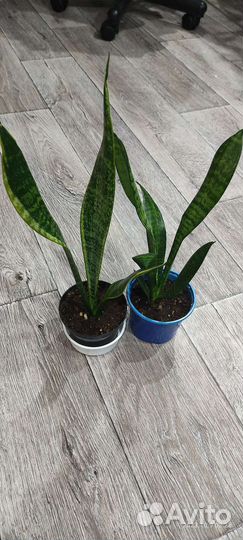 Комнатные растения