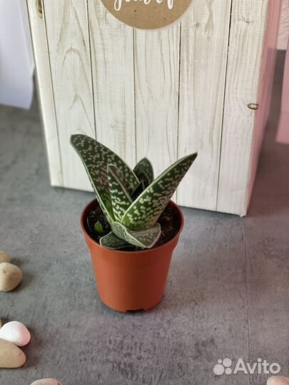 Алоэ пестрое, или тигровое (лат. Aloe variegata)