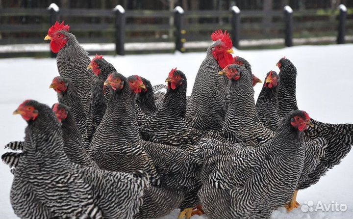 Куры молодки несушки утята гусята бройлер цесарки