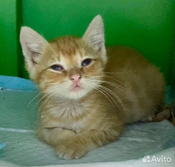 Рыжий котенок
