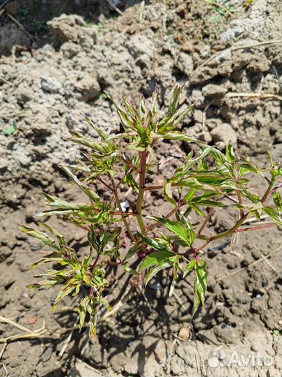 Растения для дома и сада