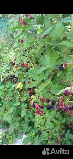 Ежевика без шипов