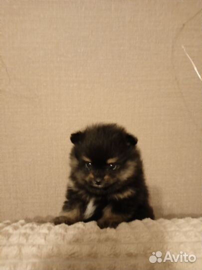 Щенки померанского шпица