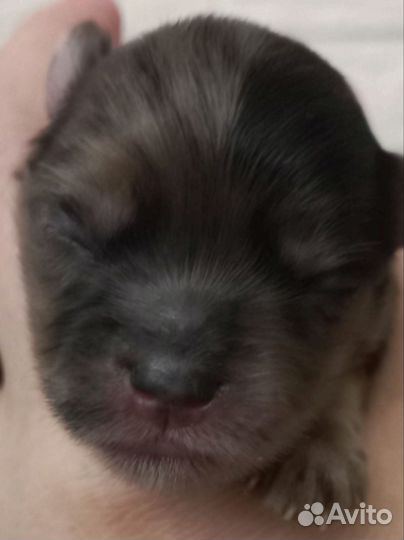 Йоркширский терьер