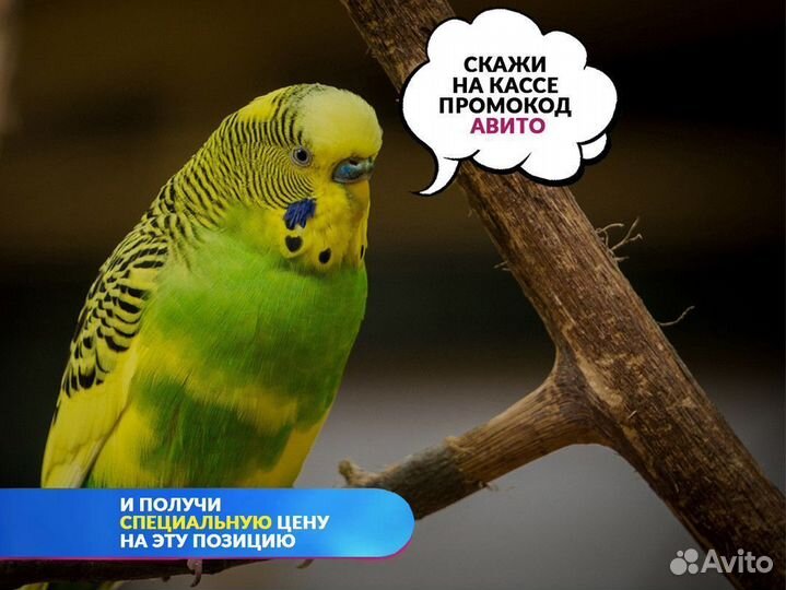 Кролик карликовый