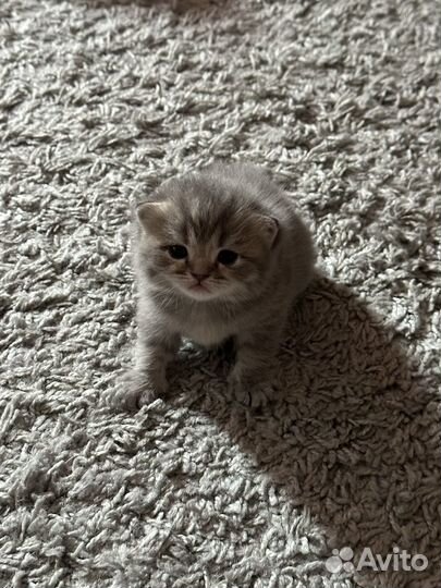 Пушистые друзья