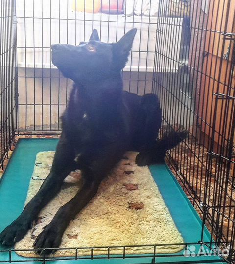 Клетка для большой собаки