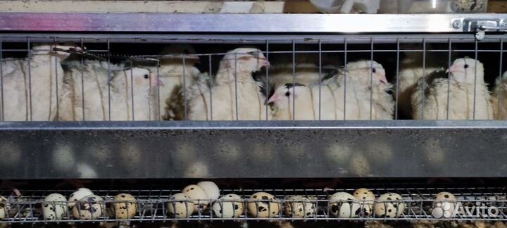 Перепелки несушки