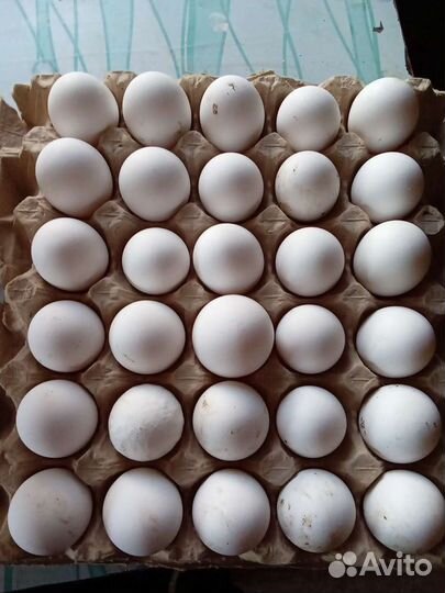 Яйцо домашнее