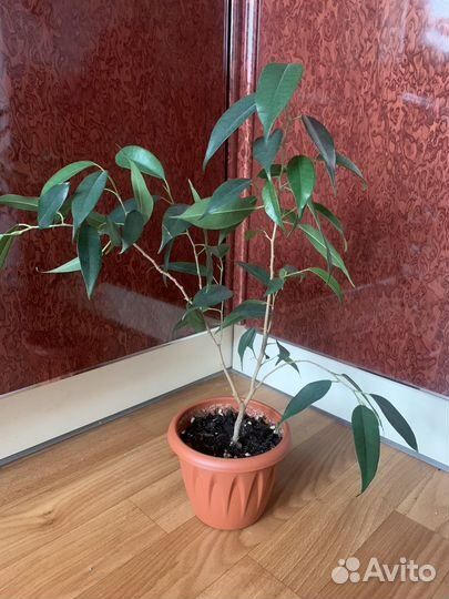 Фикус бенджамина