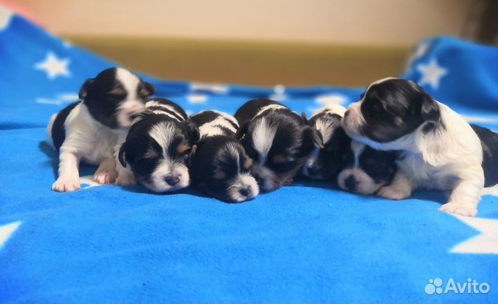 Бивера щенки