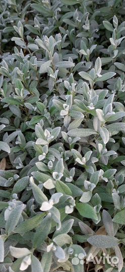 Ясколка, мята, мелисса