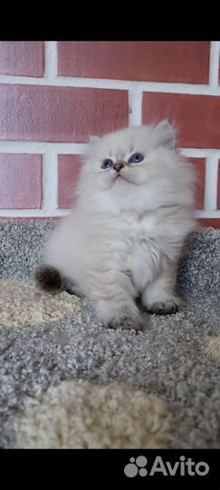 Длинношерстные британцы