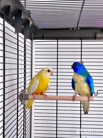 Глянцевые попугаи