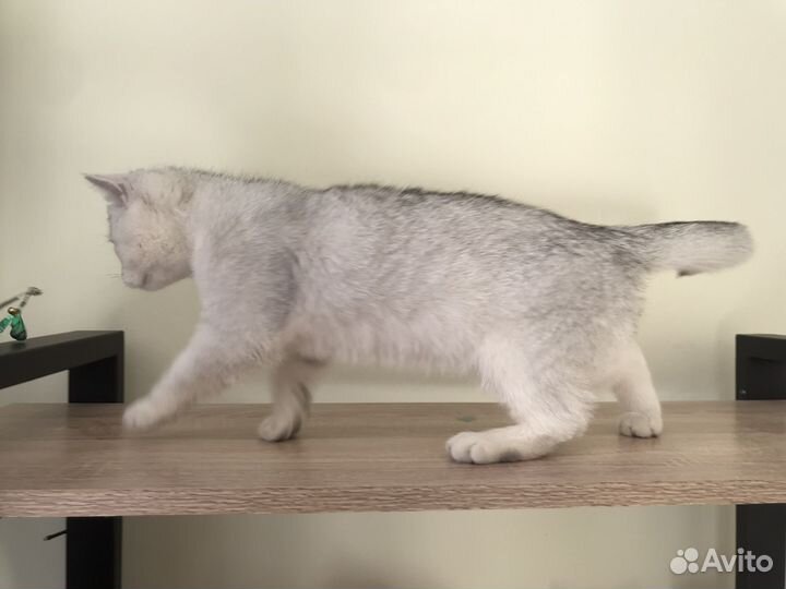 Британские котята