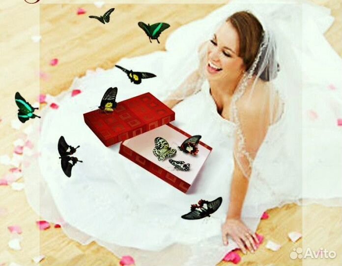 Франшиза Салюты из Живых Тропических Бабочек 3266