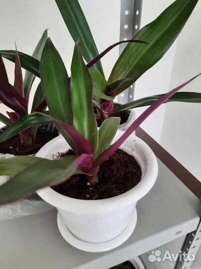 Комнатные цветы в кашпо