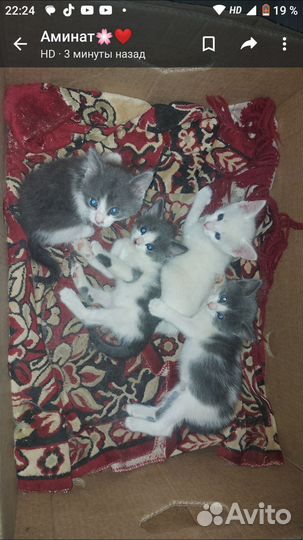 Котята в добрые руки