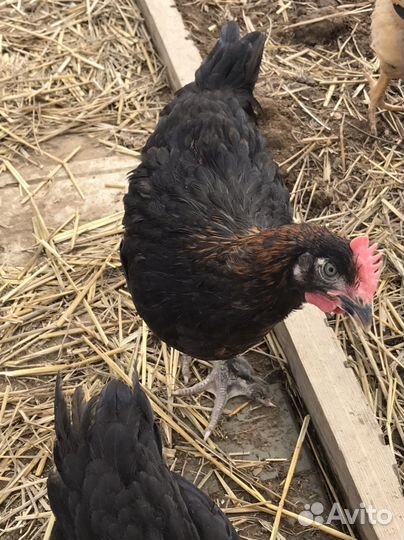 Маран чёрно-медный Петушок, 2 месяца