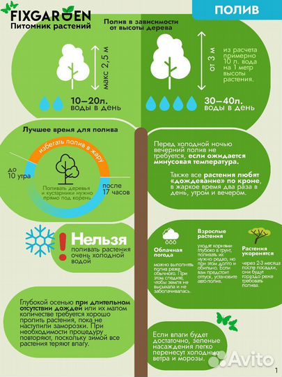 Ель колючая хупси (Hoopsii) Высота от 175см