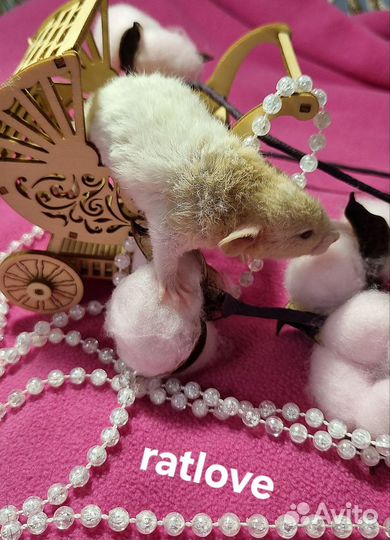 Крысята дамбо рекс девочки питомник