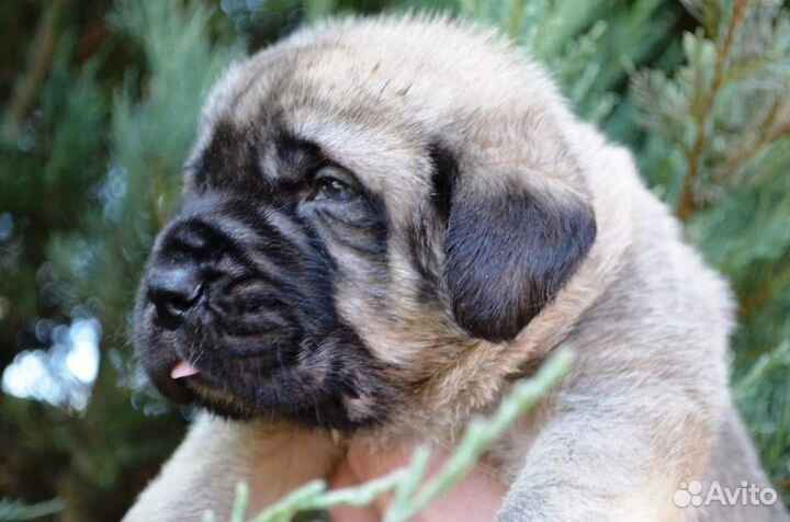 Испанский мастиф