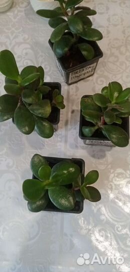 Толстянка(денежное дерево)