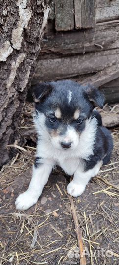Отдам щенков в добрые руки бесплатно
