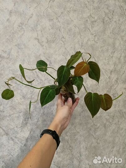 Филодендрон