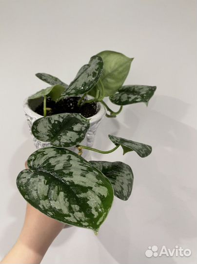 Сциндапсус