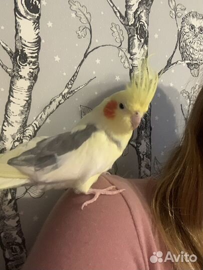 Попугай корелла